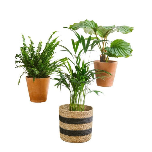Plant Trio - Rensende Og Kæledyrsvenlig
