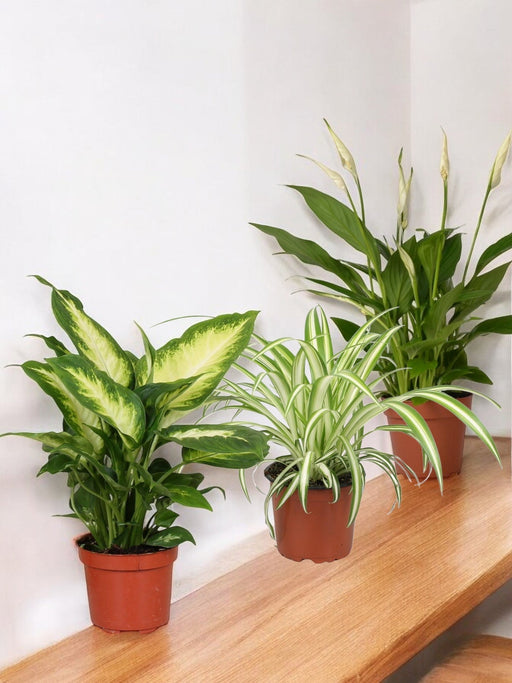 Trio Af Forurenende Planter