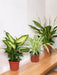 Trio Af Forurenende Planter
