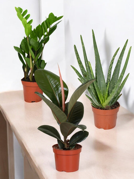 Trio Af Planter For Begyndere