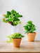 Trio Af Hængende Planter - Pothos Lovers