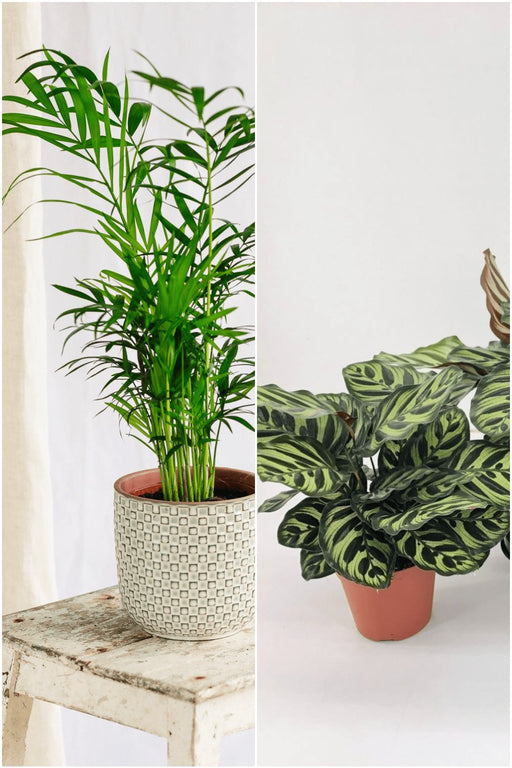 Tropical Elegance Indendørs Plantebundt
