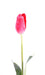 Kunstig Tulipan 79 Cm Pink Indvendig Dekoration