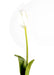 Hvid Kunstig Tulipan H.79Cm Indvendig Dekoration