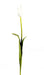 Hvid Kunstig Tulipan H.79Cm Indvendig Dekoration