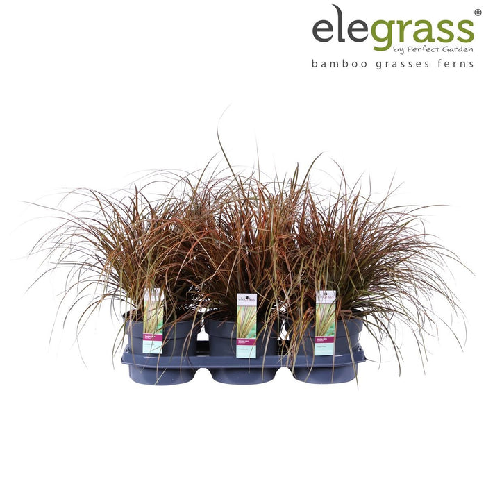 Uncinia Rubra 'Everflame'