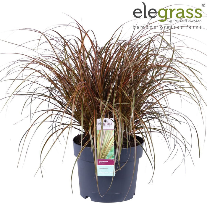 Uncinia Rubra 'Everflame'