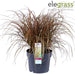 Uncinia Rubra 'Everflame'