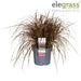 Uncinia Rubra 'Everflame'