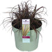 Uncinia Rubra 'Everflame'