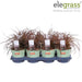 Uncinia Rubra 'Everflame'
