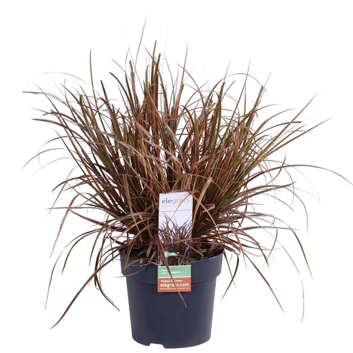 Uncinia Rubra 'Everflame'