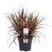 Uncinia Rubra 'Everflame'