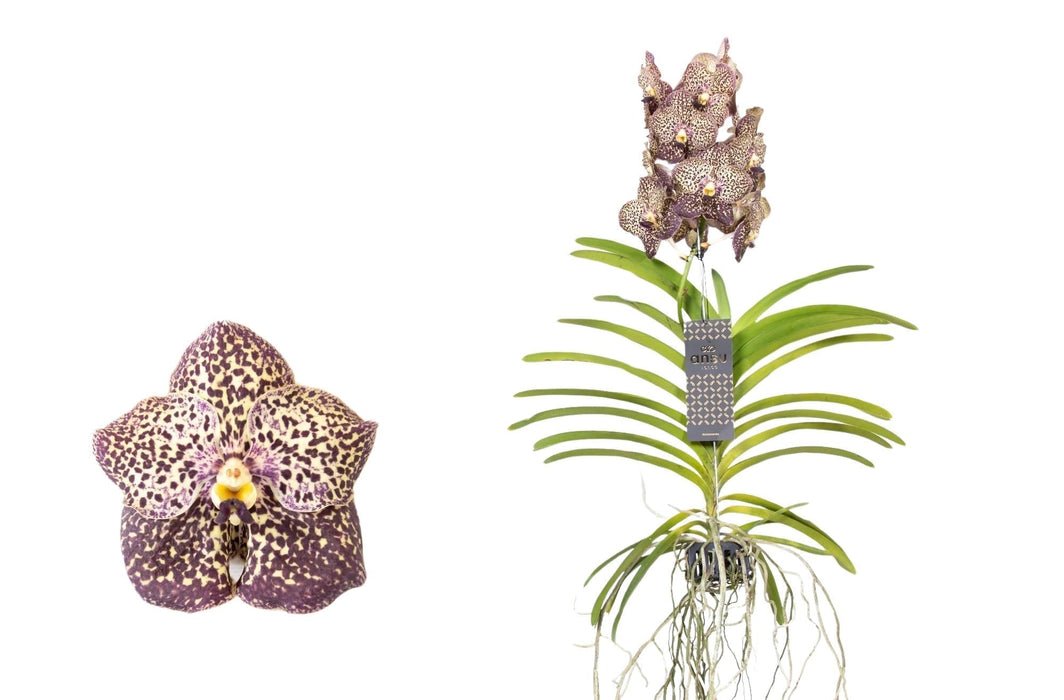 Vanda Ocelot Mokka