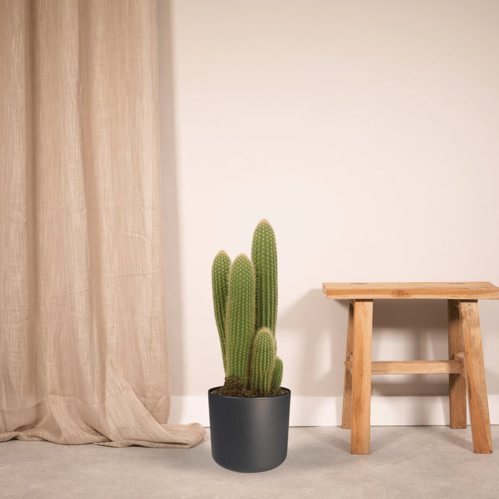 Vatricania Guentheri H55Cm - Indendørs Kaktus