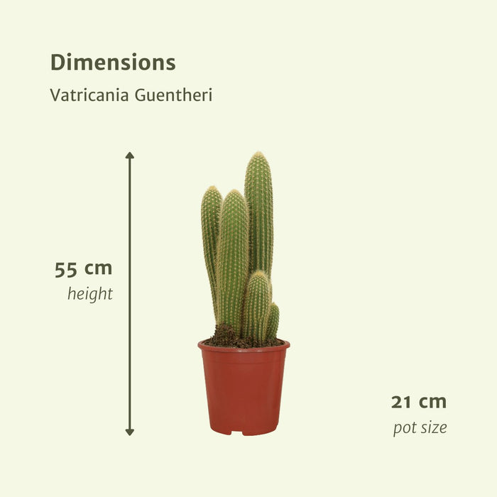 Vatricania Guentheri H55Cm - Indendørs Kaktus