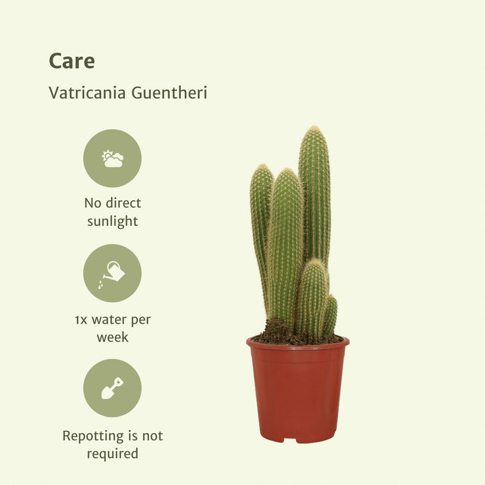 Vatricania Guentheri H55Cm - Indendørs Kaktus
