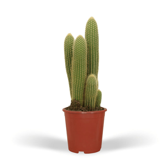 Vatricania Guentheri H55Cm - Indendørs Kaktus