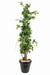 Indendørs Kunstig Vinstok 200 Cm Med Sort Pot