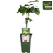 Grape Vine 'Lakemount' Uden Frø - ↨50Cm - Ø19 - Frugtbusk