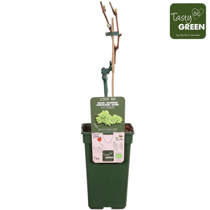 Grape Vine 'Lakemount' Uden Frø - ↨50Cm - Ø19 - Frugtbusk