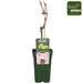Grape Vine 'Lakemount' Uden Frø - ↨50Cm - Ø19 - Frugtbusk