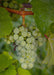 Grape Vine 'Lakemount' Uden Frø - ↨50Cm - Ø19 - Frugtbusk