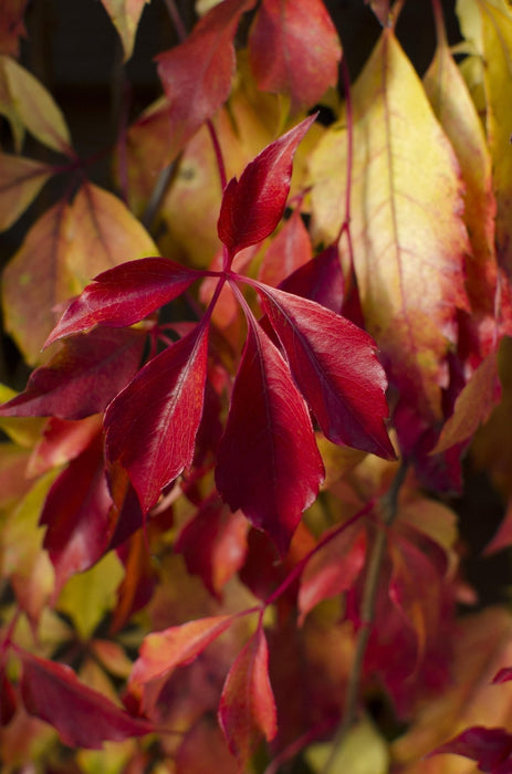 Virginia Creeper - Parthenossus Henryana - ↨65Cm - Ø15 - Klatre Udendørs Plante