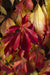 Virginia Creeper - Parthenossus Henryana - ↨65Cm - Ø15 - Klatre Udendørs Plante