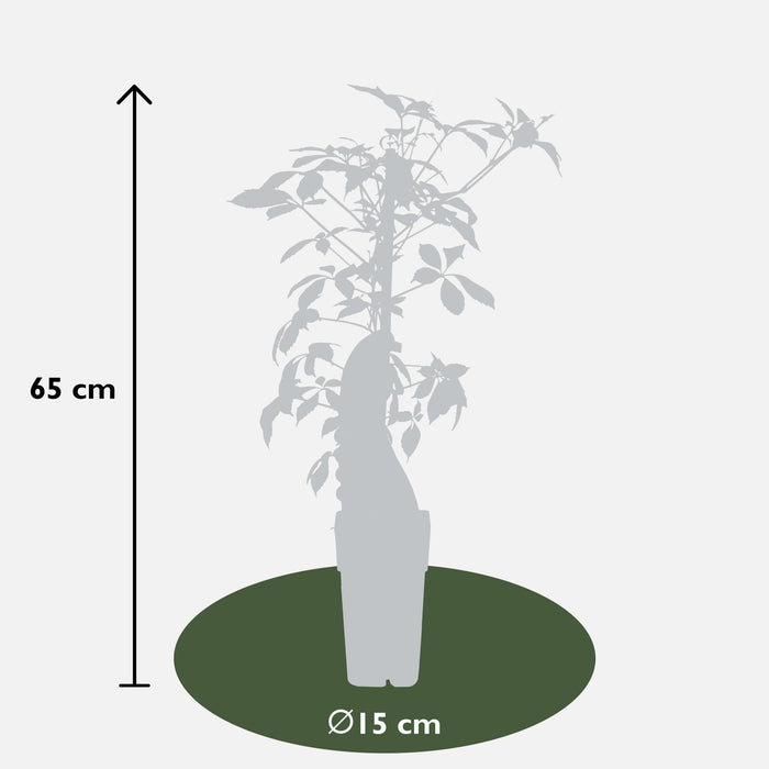 Virginia Creeper - Parthenossus Henryana - ↨65Cm - Ø15 - Klatre Udendørs Plante