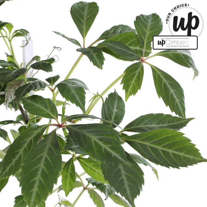 Virginia Creeper - Parthenossus Henryana - ↨65Cm - Ø15 - Klatre Udendørs Plante