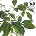 Virginia Creeper - Parthenossus Henryana - ↨65Cm - Ø15 - Klatre Udendørs Plante