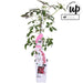 Virginia Creeper - Parthenossus Henryana - ↨65Cm - Ø15 - Klatre Udendørs Plante
