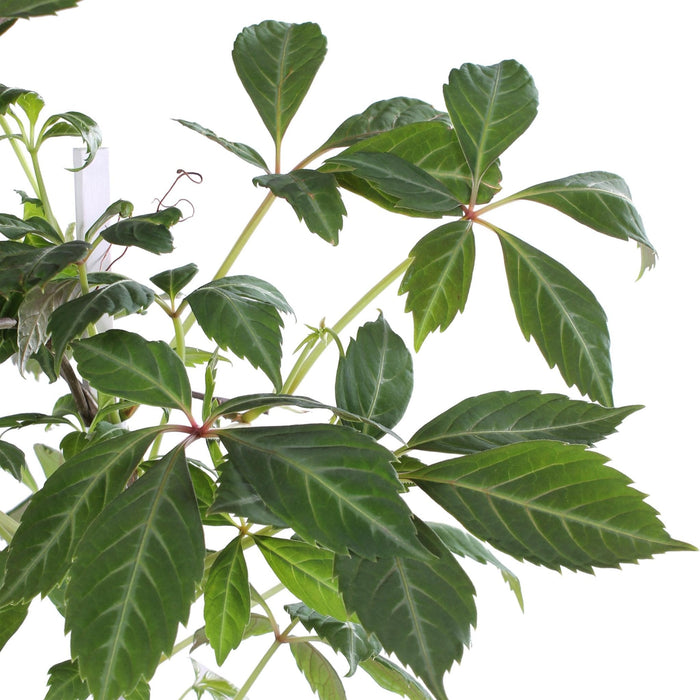 Virginia Creeper - Parthenossus Henryana - ↨65Cm - Ø15 - Klatre Udendørs Plante
