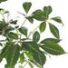 Virginia Creeper - Parthenossus Henryana - ↨65Cm - Ø15 - Klatre Udendørs Plante