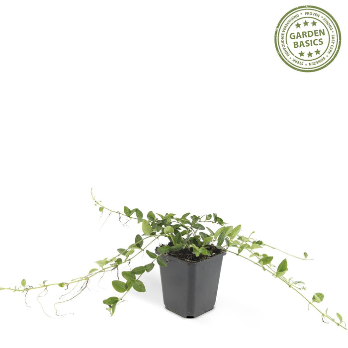 Vinca Minor 'Alba' - Sæt Med 6 Stk