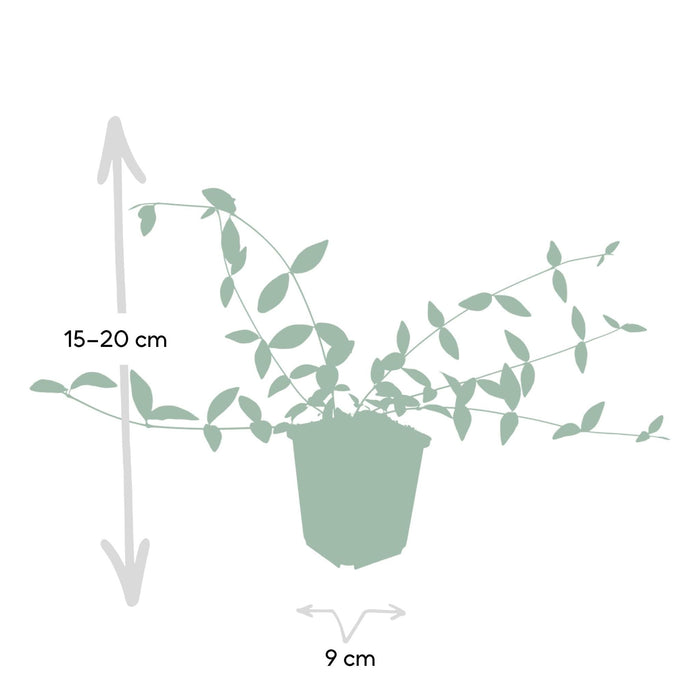 Vinca Minor 'Alba' - Sæt Med 6 Stk