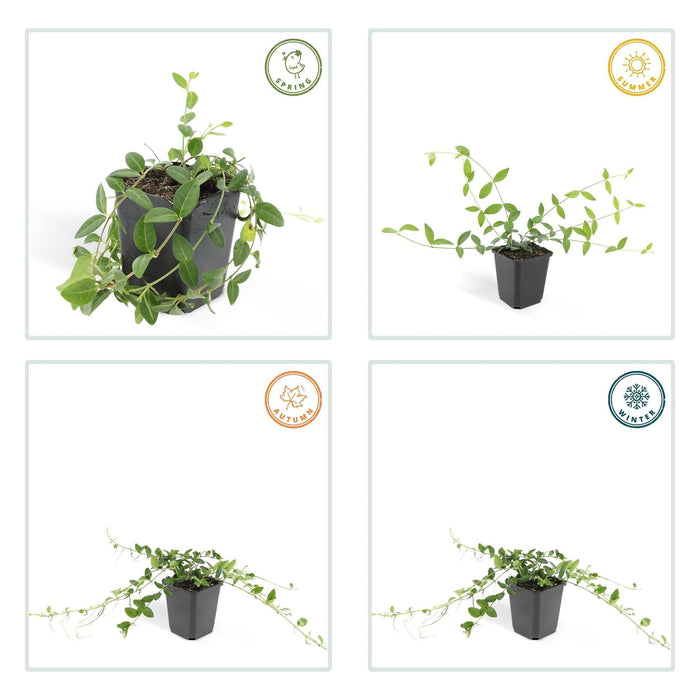 Vinca Minor 'Alba' - Sæt Med 6 Stk