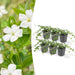 Vinca Minor 'Alba' - Sæt Med 6 Stk