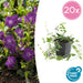 Vinca Minor 'Atropurpurea' - 20X H25Cm D9Cm