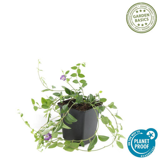 Vinca Minor 'Atropurpurea' - 20X H25Cm D9Cm