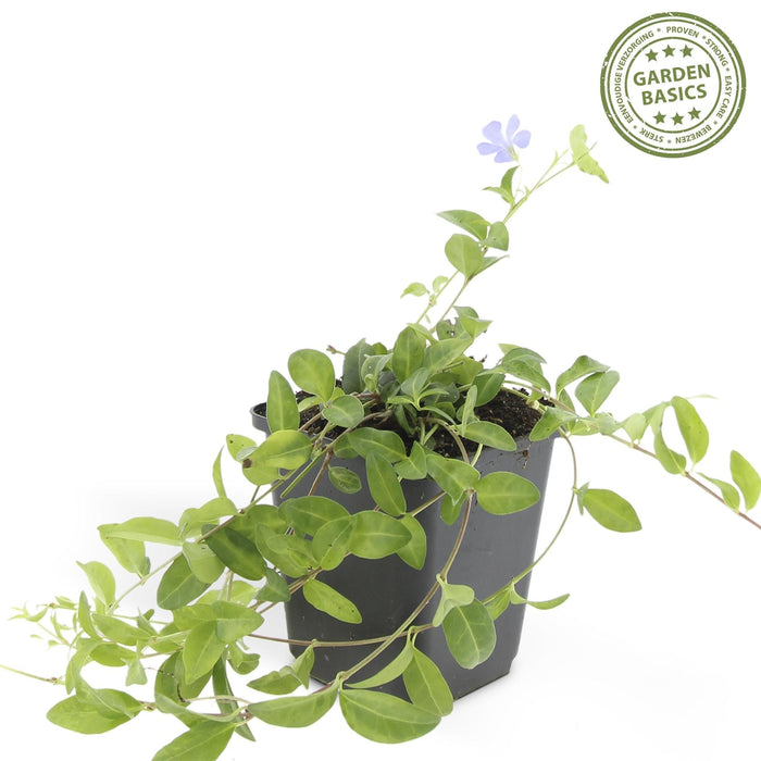 Vinca Minor - Sæt Med 6
