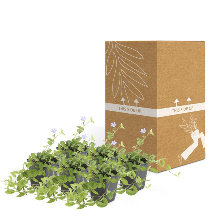 Vinca Minor - Sæt Med 6
