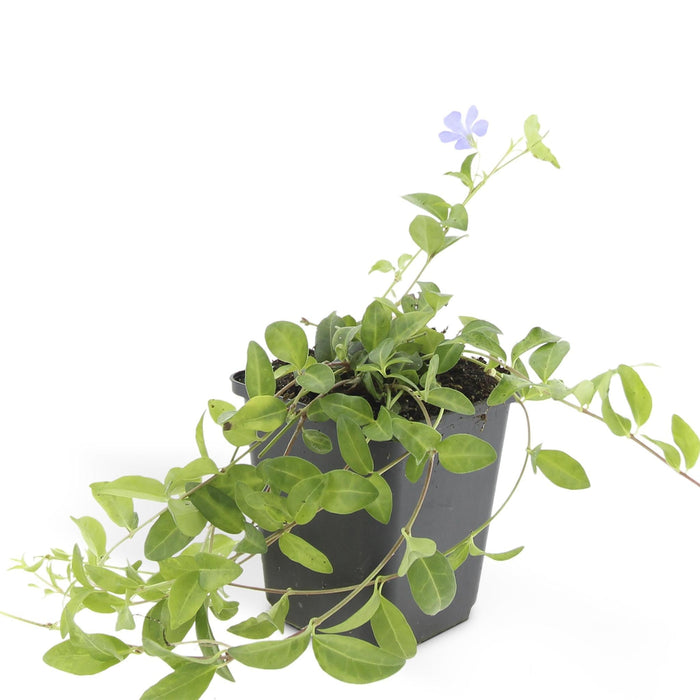 Vinca Minor - Sæt Med 6