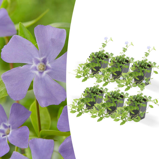 Vinca Minor - Sæt Med 6