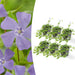 Vinca Minor - Sæt Med 6
