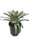 Vriesea 'Nova'