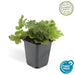 Waldsteinia Ternata - Sterile Jordbær 40Xh20Cm D9Cm