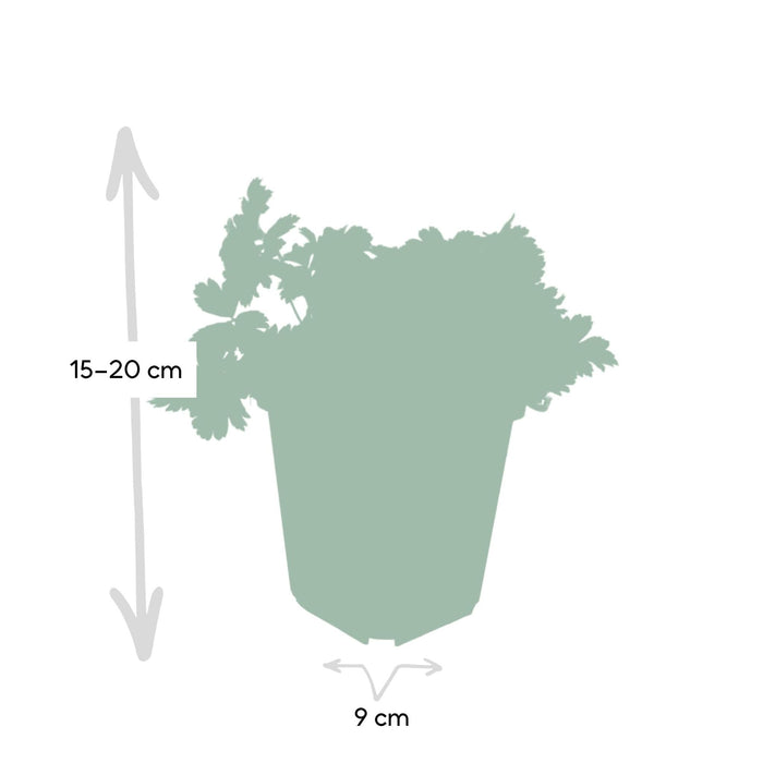 Waldsteinia Ternata - Sæt Med 6 Stk