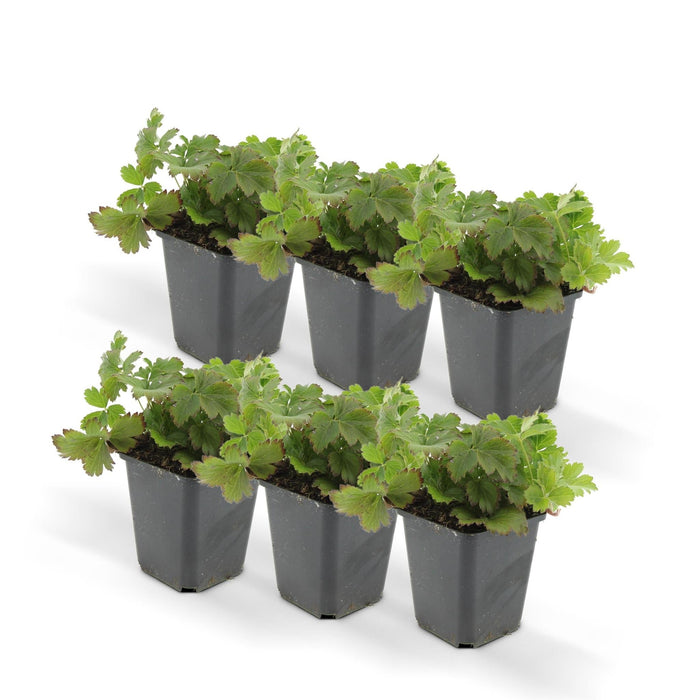 Waldsteinia Ternata - Sæt Med 6 Stk